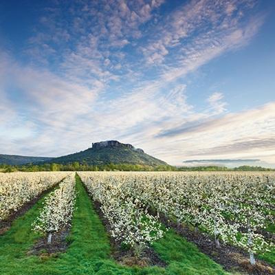 After frost season, the bloom in April produces a spectacular postcard perfect show of bright white blossoms across much of the Rogue Valley.