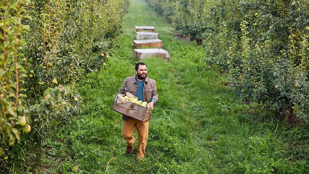 Article Cards Featured Image pear harvest hero