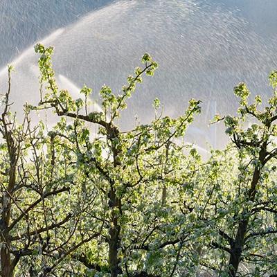 Sprinkler systems create ice to protect pear trees from sub freezing temperatures.