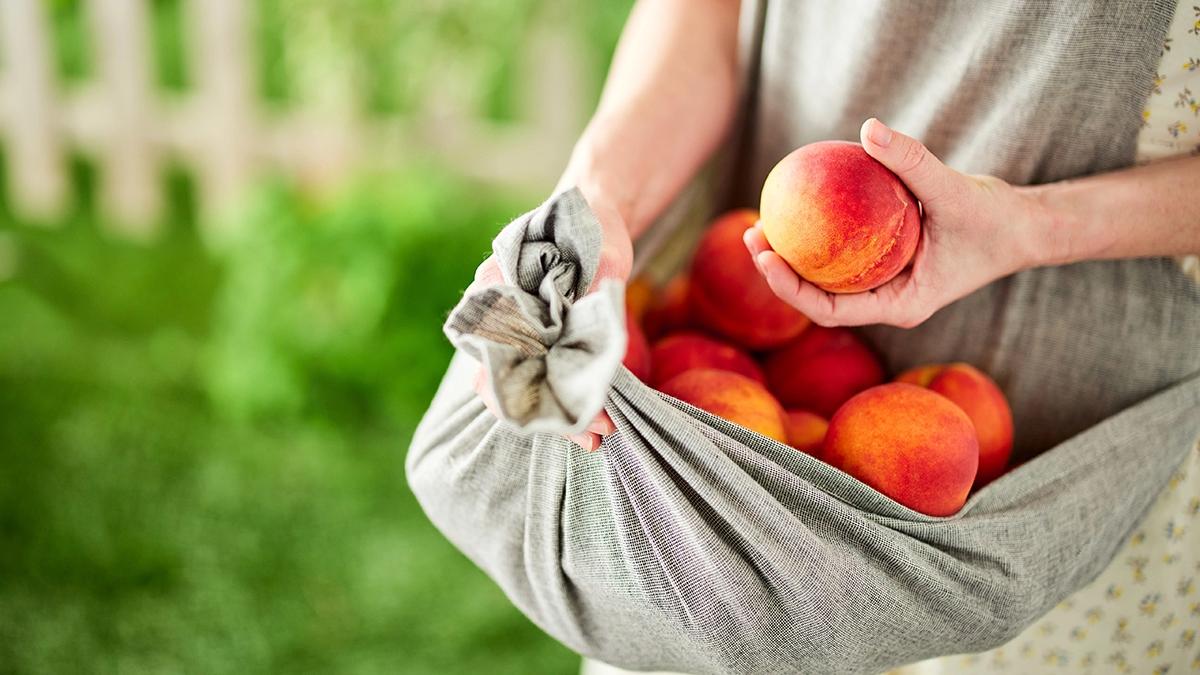 peach harvest in apron