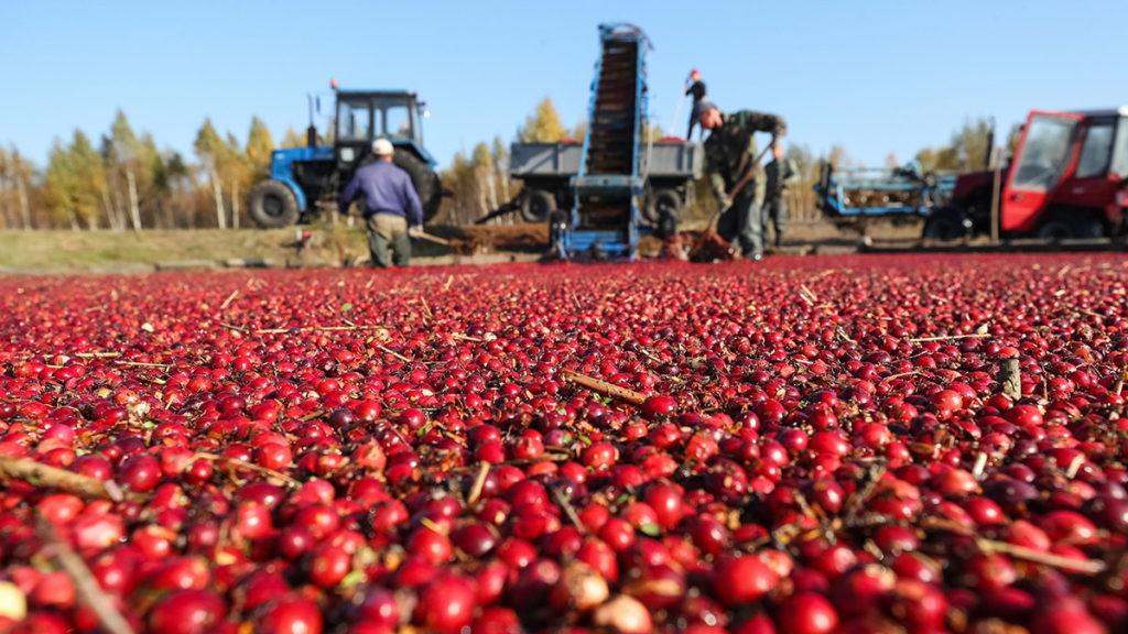 Photo of cranberries growing in a bog