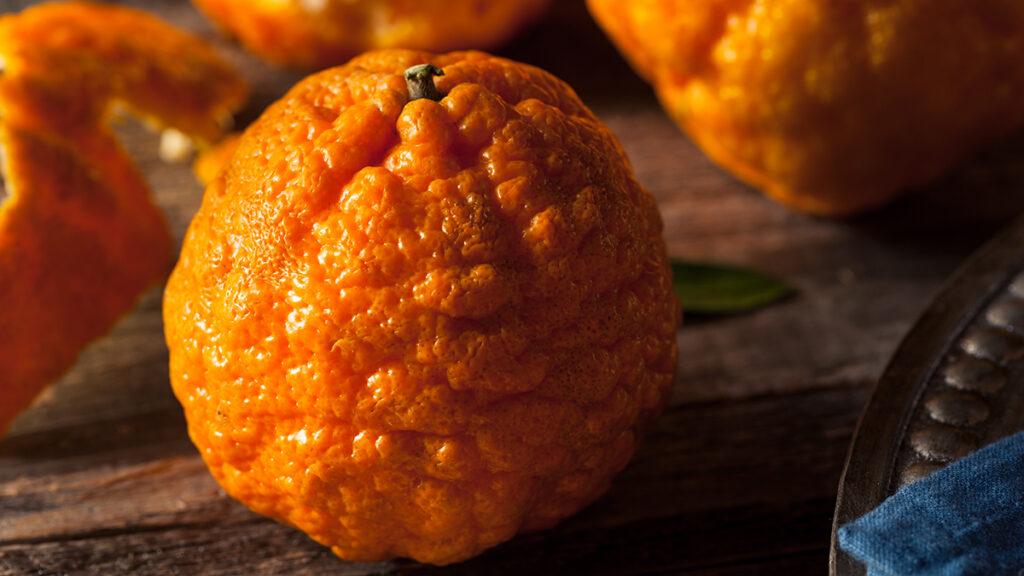 Gold Nugget mandarins on a table.