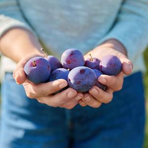 Plums in hands.