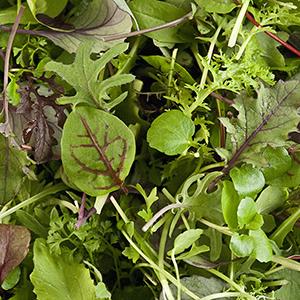 Spring mesclun up close.